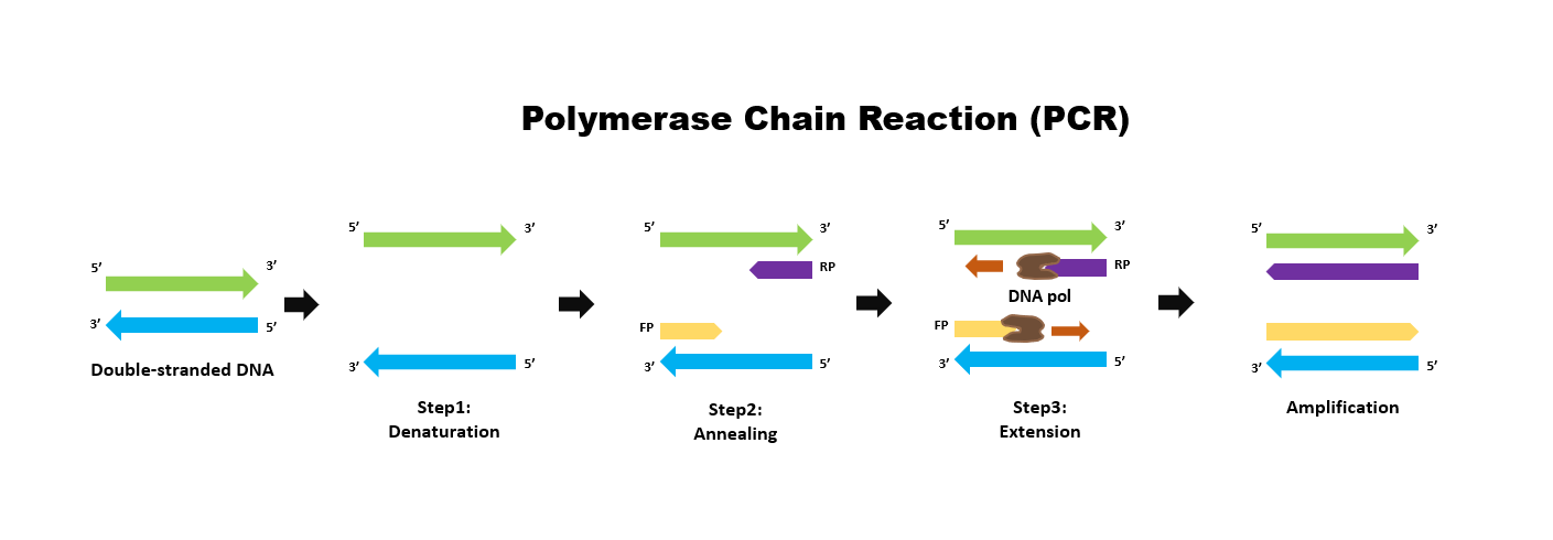 From PCR to Precision: The Crucial Role of Primers in Molecular Biology