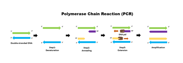 From PCR to Precision: The Crucial Role of Primers in Molecular Biology